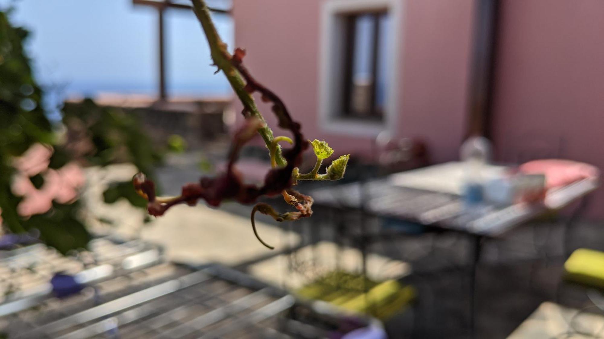 Campobello Horizon Pantelleria Bed & Breakfast エクステリア 写真
